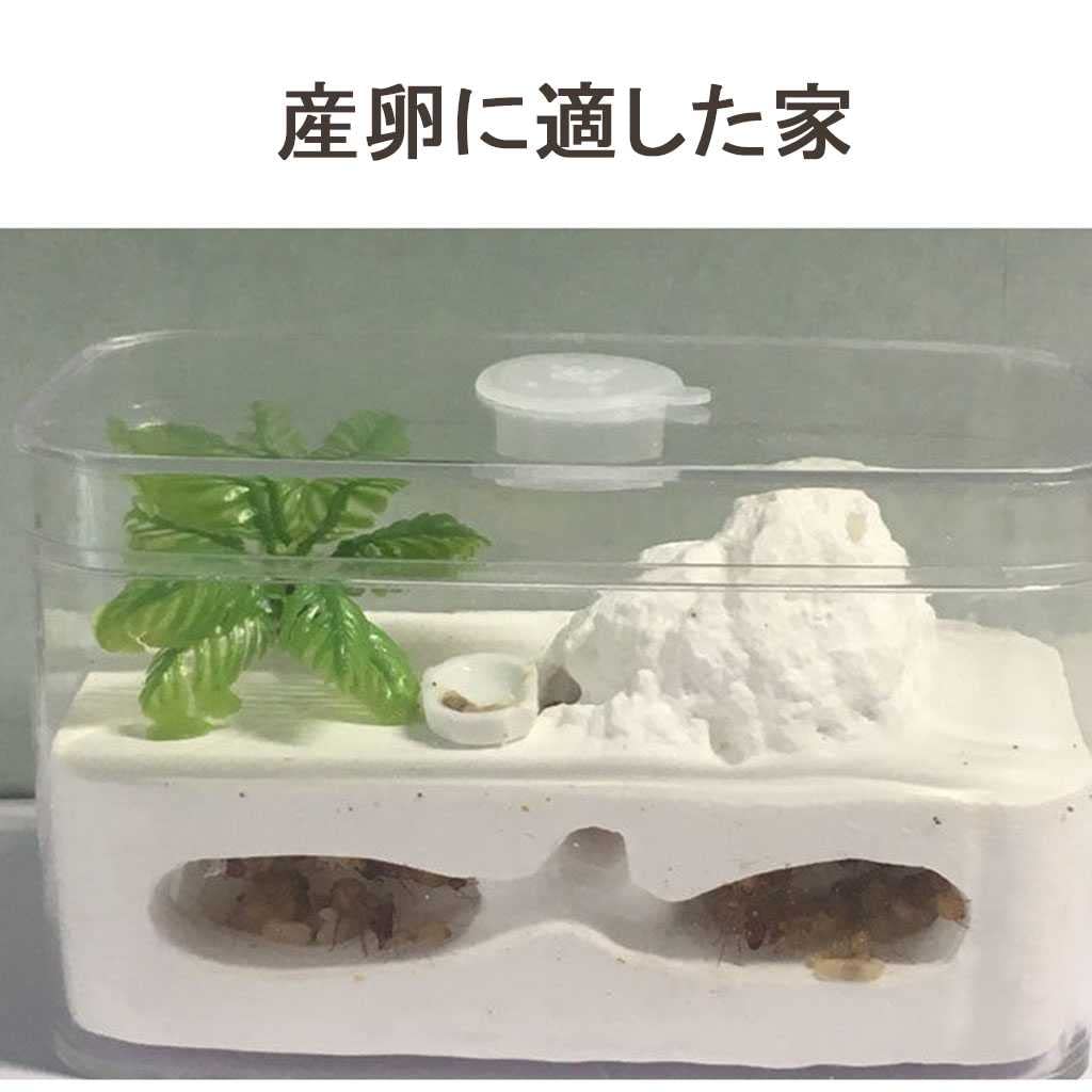 Amazon | アリの巣 観察キット 飼育ケース 自由研究 蟻 飼育 アリ 繁殖